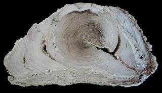 Extraordinarily Sequoia Saddle Mountain Wa Polished Petrified Wood