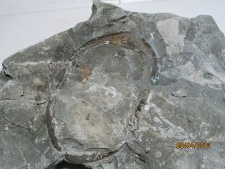 3.  25 " Ventral Prone Isotelus Maximus Trilobite From Ohio