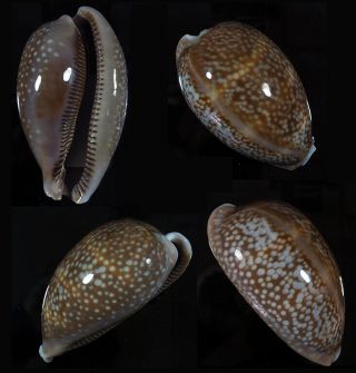 Cypraea Cervus - Top Seashells -