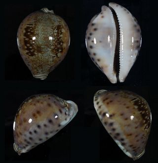 Cypraea Valentia - Top Seashells -