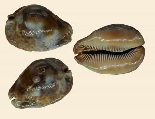 Seashell Cypraea Stercoraria 78.  10 Off Fann Senegal Rostrate Color