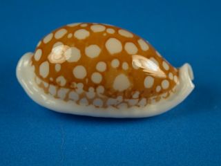 Cypraea Gaspardi,  Pattern,  26.  2mm,  Guam Shell