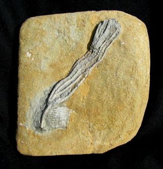 Extinctions - Very Detailed Hypselocrinus Crinoid Fossil - Extremely Long Arms