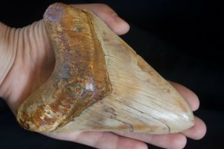 Megalodon Fossil Shark Tooth 5.  44  Large Upper Lateral Indo Gold Bone Nr