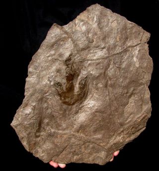 Extinctions - Real Grallator Dinosaur Track Fossil On Large Display Plate