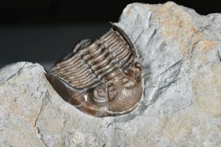 Enrolled Greenops Widderensis Devonian,  Ontario Trilobite