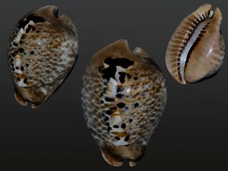 Seashell Cypraea Mus Tristensis Big Dark Pattern 61.  4 Mm