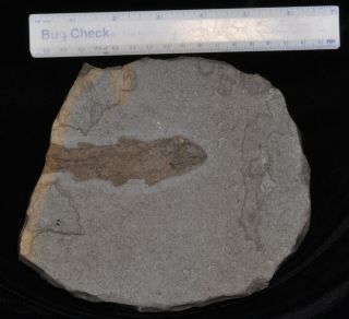 Fossil Coelacanth Fish - Coelacanthus Granulatus From Germany