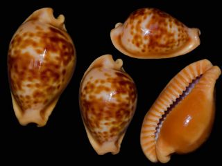 Seashell Cypraea Surinamensis Fantastic Brilliant Hypercallus 27.  1 Mm