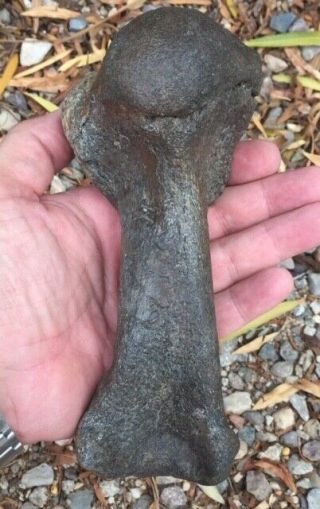 Ultra Rare Massive Fossil Dugong Metaxytherium Humerus Miocene Complete Fl