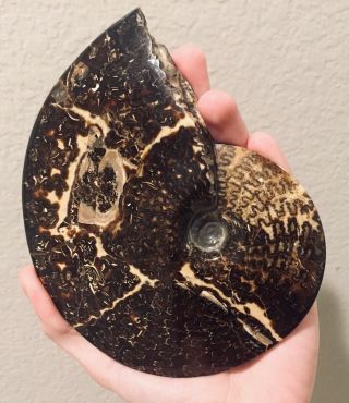 Rare Montana Fossil Ammonite Big Placenticeras Sp.  Cretaceous 6 Inches
