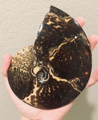 RARE Montana Fossil Ammonite Big Placenticeras sp.  Cretaceous 6 inches 2