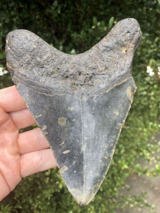 Huge 5.  55” Megalodon Tooth Fossil Shark Teeth Natural No Restoration