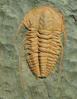 And Rare Trilobite.  Hamatolenus Vincenti Cambrian.  Morocco.  Nº11