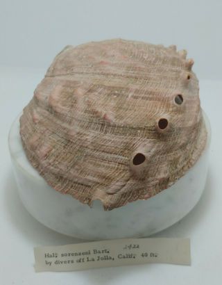 Haliotis Sorenseni Bart.  2422 - 180 Mm,  176.  4 Grams - Ca Lajolla,  United States