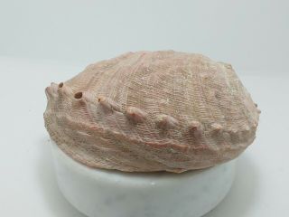 Haliotis sorenseni Bart.  2422 - 180 mm,  176.  4 grams - CA LaJolla,  United States 2
