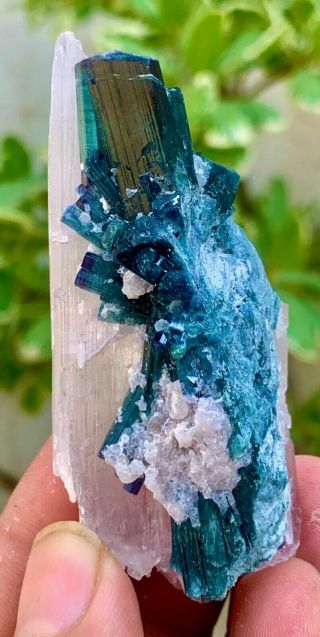267 C.  T 100 Natural Terminated Blue Tourmaline Bunch On Kunzite Crystal combo. 2