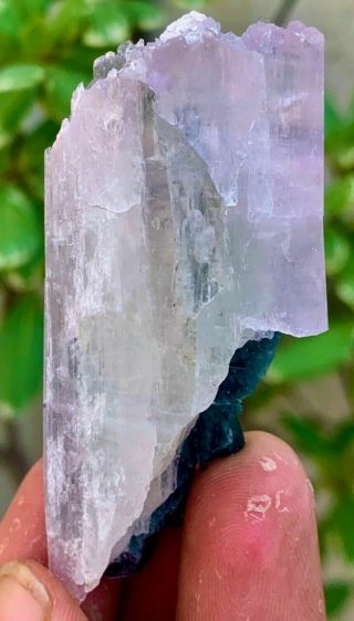 267 C.  T 100 Natural Terminated Blue Tourmaline Bunch On Kunzite Crystal combo. 3