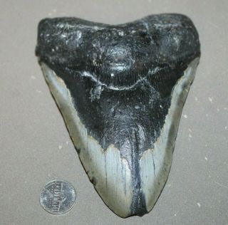 Megalodon Fossil Giant Shark Teeth All Natural Large 6.  01 " Huge Tooth