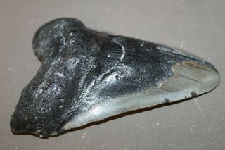 MEGALODON Fossil Giant Shark Teeth All Natural Large 6.  01 