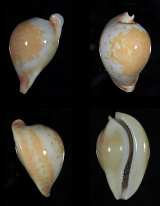 Cypraea Armeniaca Top Orange - Top Seashells -
