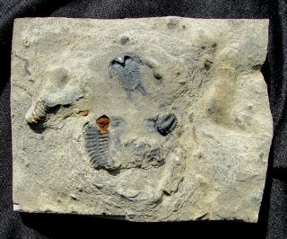 Sweet Ventral Ceraurus Trilobite Fossil With Meadowntownella
