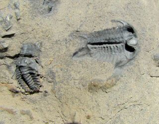 Sweet ventral Ceraurus trilobite fossil WITH Meadowntownella 2