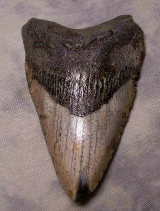 Megalodon Shark Tooth 4 15/16 " Shark Teeth Extinct Jaw Fossil Scuba Megalodon