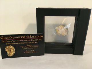 Rare Natural Gold Nugget From Colorado Quartz Mine (mariposa Ca) With