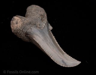 Deformed Fossil Auriculatus Shark Tooth South Carolina