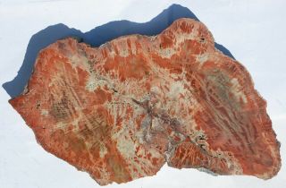 Very Large,  Polished,  Arizona Petrified Wood Round - End Cut - Schilderia