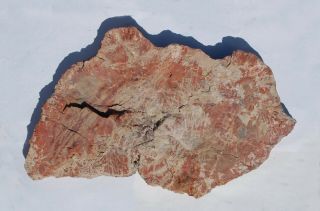 Very Large,  Polished,  Arizona Petrified Wood Round - End Cut - Schilderia 2