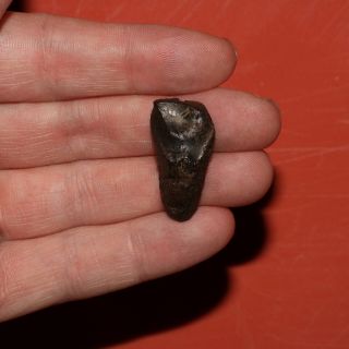 Triceratops Tooth Dinosaur Fossil Huge Big Hell Creek Formation Late Cretaceous