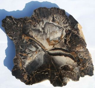 Large,  Thick,  Nevada Petrified Wood Round - Conifer