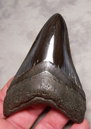 Megalodon Shark Tooth Shark Teeth Fossil Stunning Color 3 7/8 " Big Polished Jaw