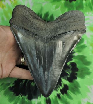 Megalodon Sharks Tooth 5 7/8  Inch No Restorations Fossil Sharks Teeth Tooth