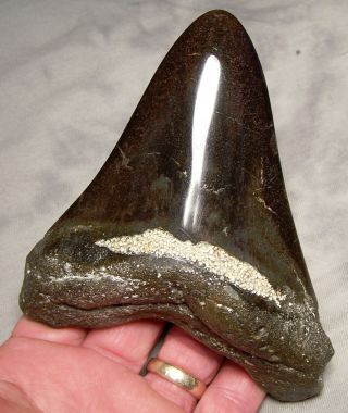 Megalodon Shark Tooth Shark Teeth Fossil 5 3/16 " Jaw Diamond Polished Awesome