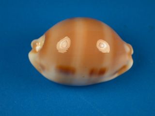 Cypraea Tessellata,  F,  Large Size,  34.  6mm,  Hawaii Shell