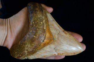 Megalodon Fossil Shark Tooth 5,  57  Large Lower Anterior Indonesia