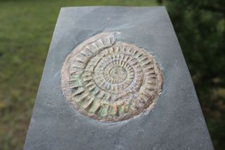 Collectible Ammonite Fossil From Great Britain In Cut Slab 810g Iridescent