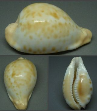 Sea Shell Umbilia Capricornica Capricornica 60.  9 Mm. ,  Colorful Shell