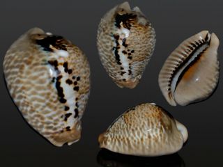 Seashell Cypraea Mus Donmoorei Monster Specimen 64.  5 Mm