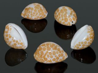 Seashell Cypraea Mariae Dark And Contrast Live Collected 16.  1 Mm Gem