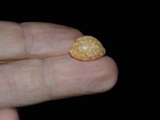 Seashell Cypraea mariae dark and contrast Live collected 16.  1 mm Gem 2