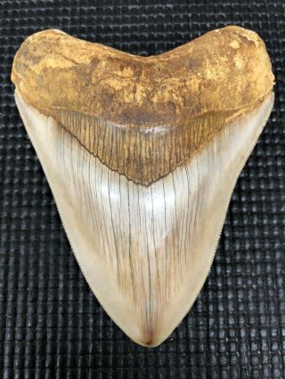 Collector Quality,  5.  07 " Indonesian Megalodon Fossil Shark Teeth,  Real Tooth