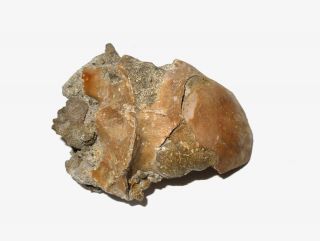 Neogene Penguin Pygoscelis Neurocranium (braincase) Rare Bird Fossil From Chile