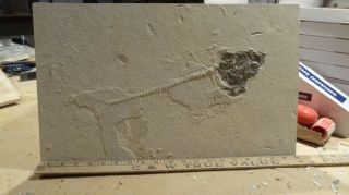 Unprepared 16 " Diplomystus Fossil From The Green River Formation