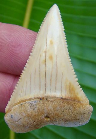 Chilean - Great White Shark Tooth - 2 & 1/8 In.  Museum Grade - Real Fossil