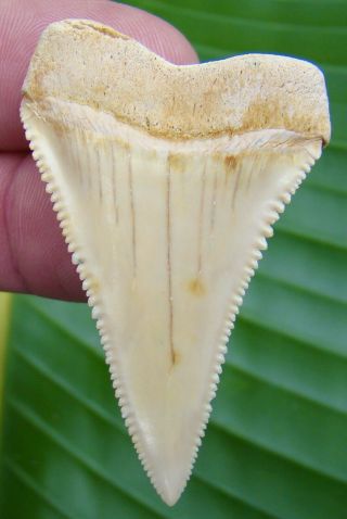 CHILEAN - GREAT WHITE SHARK TOOTH - 2 & 1/8 in.  MUSEUM GRADE - REAL FOSSIL 2