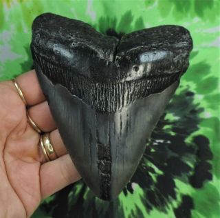 Megalodon Sharks Tooth 4 7/8 " Inch No Restorations Fossil Sharks Teeth Tooth
